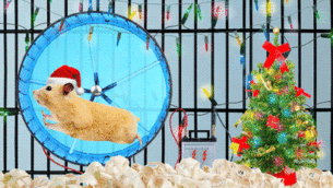 What Pets Do at Xmas!