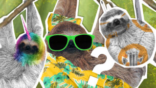 Odd Sloth Out Quiz