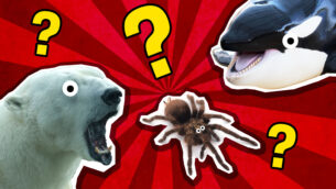 Which Scary Animal Are You?