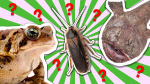 Which Gross Animal Are You?