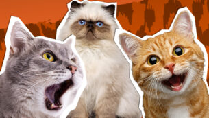 Cat Attack! | UNTAMED