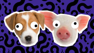 What Cute Animal Are You?