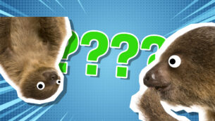 The Sloth Quiz!