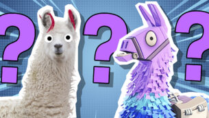 What Kind of Llama Are You?