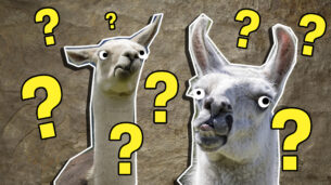 The Ultimate Llama Quiz
