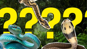 Ultimate Snake Quiz!