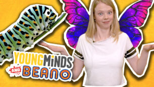 Confused Caterpillars!