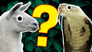 The 2019 Animal Quiz!