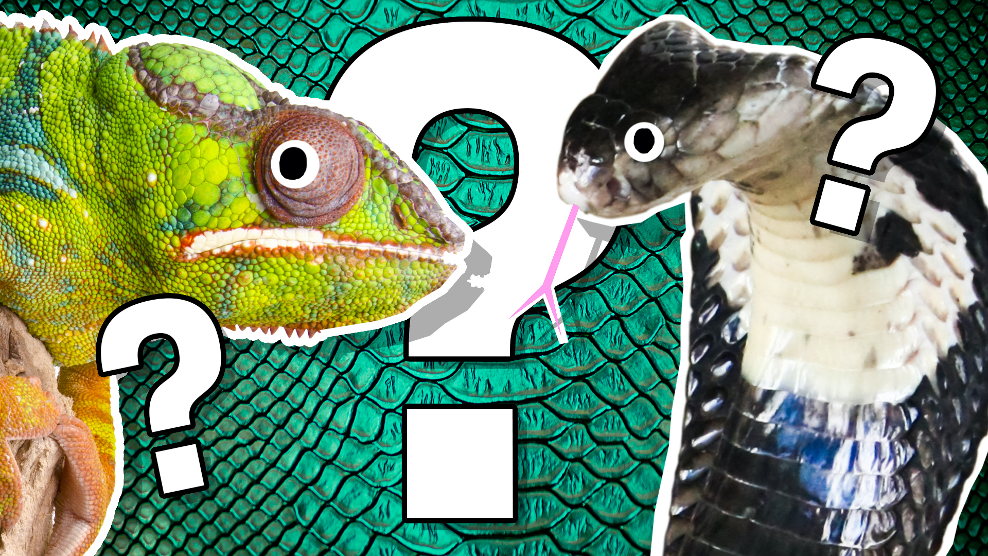 Reptile quiz