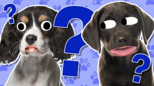 Epic Puppy Quiz!