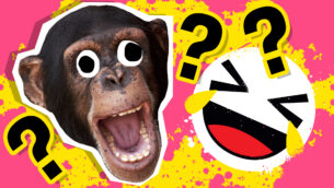 What Did The… Jokes