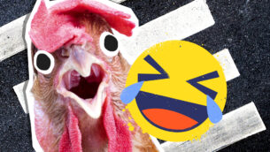 Why Did The… Jokes