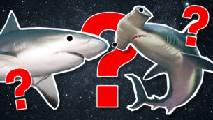 What Shark Am I?