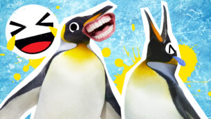 Penguin Jokes