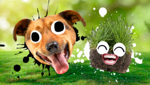 Why Do Dogs Eat Grass?