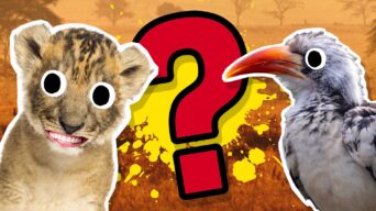 The Lion King lyrics quiz