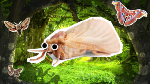 20 Moth Jokes To Get In A Flap About
