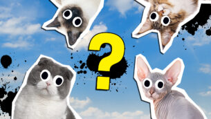What Are The Best Cat Breeds For Me Quiz