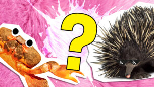 What's Your Spirit Animal? Take This Quiz To Find Out!