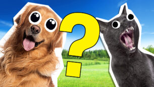Black Cat Or Golden Retriever Quiz: Which One Are You?