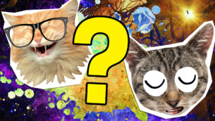 Can You Ace This Pawfect Cat iQ Quiz?
