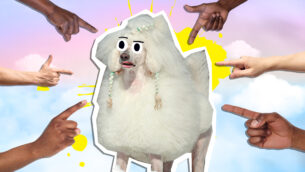 12 Dainty Fun Facts About Poodles