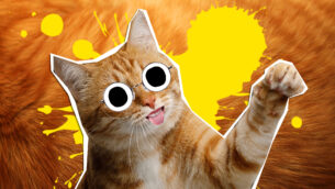 15 Purr-fect Ginger Cat Facts