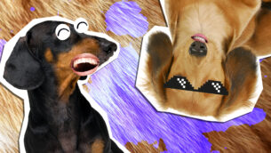 20 Weiner Dog Jokes That Aren't The Wurst