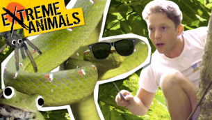 Poisonous Pit Vipers