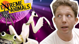 Amazing Animal Disco!