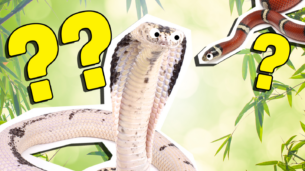 What Snake Am I?