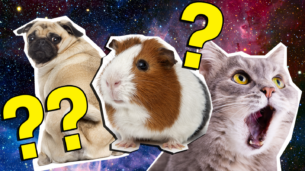 The Ultimate Pet Quiz!