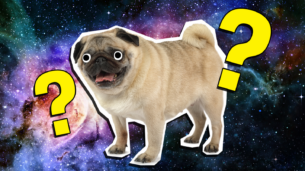 The Ultimate Famous Dogs Quiz