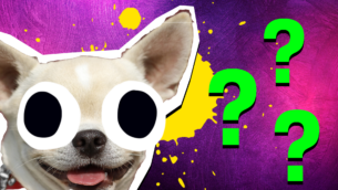 Fun Dog Quiz