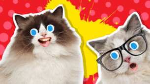 15 Interesting Ragdoll Cat Facts!