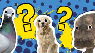 Which Cute Animal Am I?