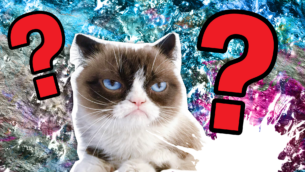 Famous Cats Quiz: Are You An Expert??