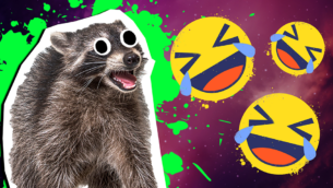 20 Raccoon Jokes That Aren't Trashy At All!