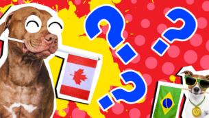 How Well Do You Know Flags With Animals? 