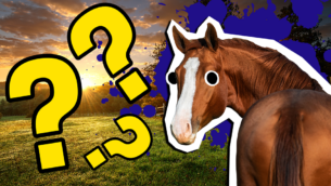 Horsemanship Quiz: How Much Do You Know? 