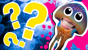 15 Just Incredible Jellyfish Facts!