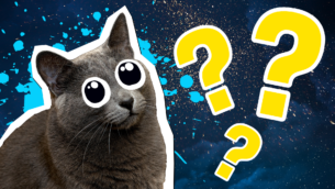 15 Lustrous Russian Blue Cat Facts!