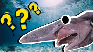 15 Crazy Goblin Shark Fun Facts 