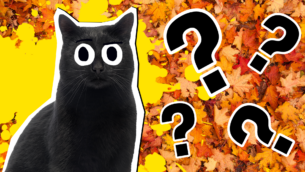 10 Interesting Black Cat Facts You Never Knew