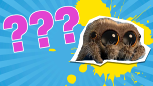 Lucas the Spider Character Quiz - Who Are You?