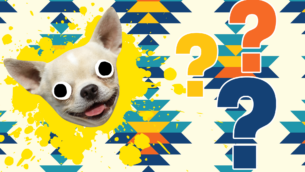 15 Fun Chihuahua Facts You Need to Know 