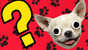 Dog Picture Quiz - Can You Get Them All?