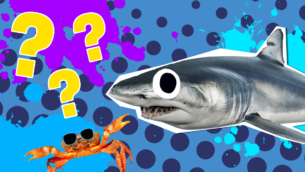 10 Interesting Mako Shark Fun Facts