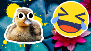 Duckling Jokes That Are Quackers!