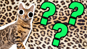 15 Bengal Cat Facts That Are Wild!